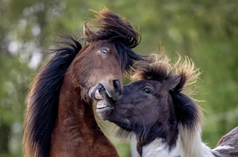 Животные в объективе: удивительные кадры со всей планеты