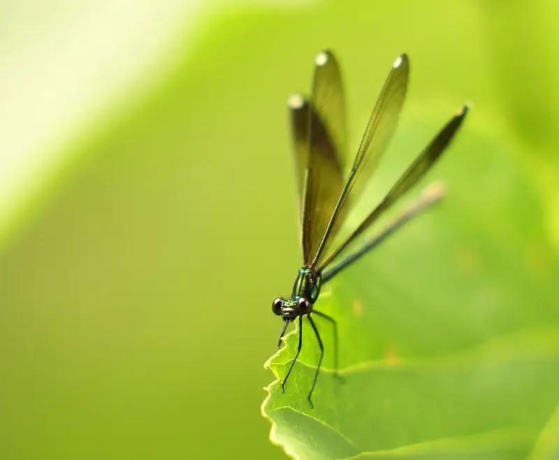 Животные в объективе: удивительные кадры со всей планеты