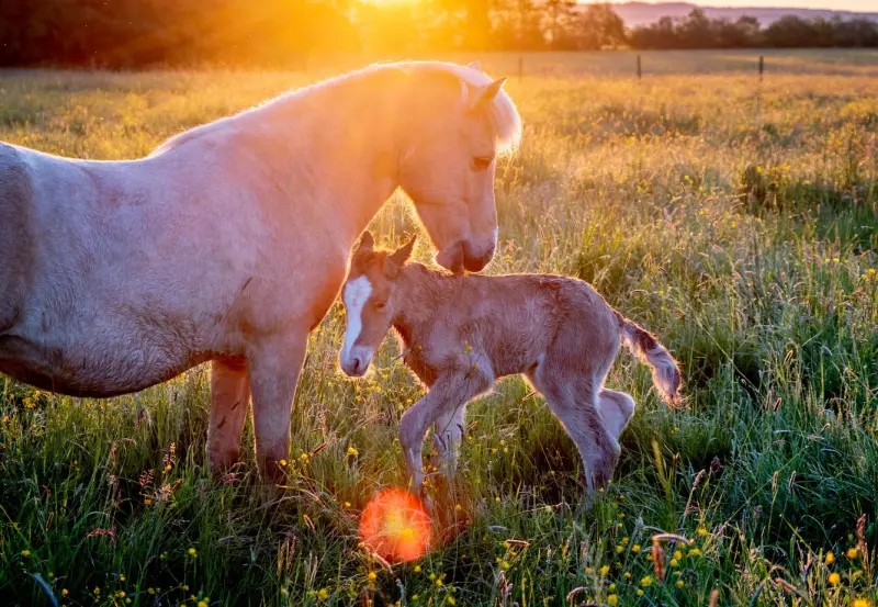 Животные в объективе: удивительные кадры со всей планеты