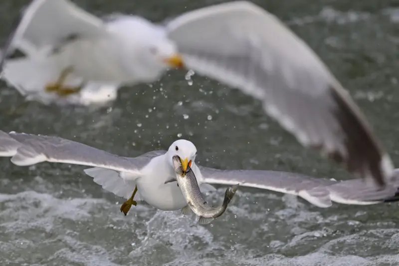 Животные в объективе: удивительные кадры со всей планеты