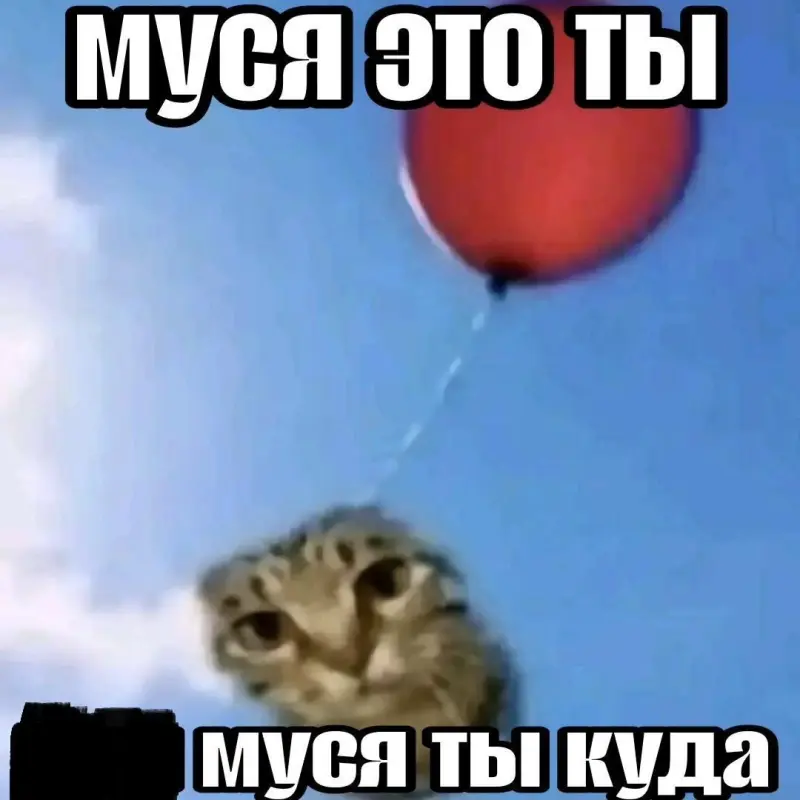 Как кошка в болоте породила мем «Муся, это ты?»: история вирусной шутки