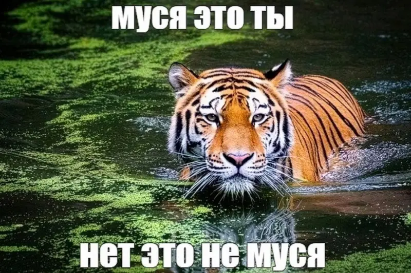 Как кошка в болоте породила мем «Муся, это ты?»: история вирусной шутки