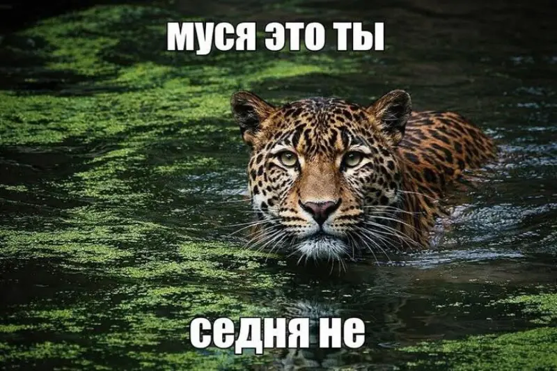 Как кошка в болоте породила мем «Муся, это ты?»: история вирусной шутки