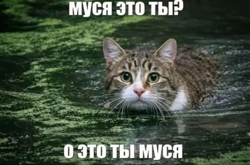 Как кошка в болоте породила мем «Муся, это ты?»: история вирусной шутки