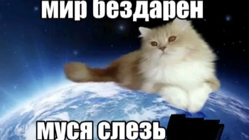 Как кошка в болоте породила мем «Муся, это ты?»: история вирусной шутки