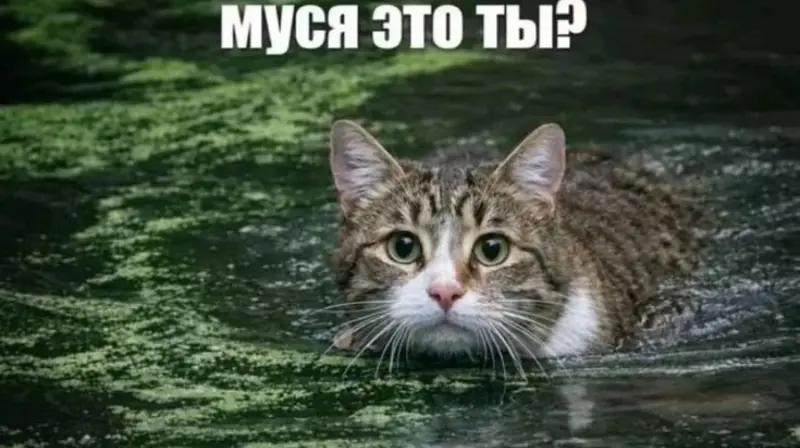 Как кошка в болоте породила мем «Муся, это ты?»: история вирусной шутки