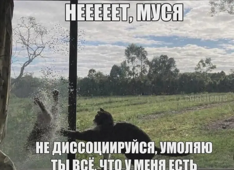 Как кошка в болоте породила мем «Муся, это ты?»: история вирусной шутки