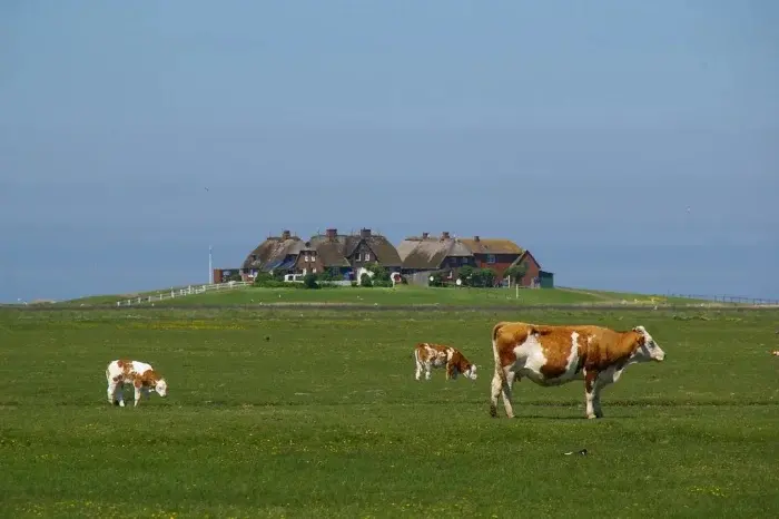 Халлигены: Таинственные острова, которые тонут и появляются в Северном море