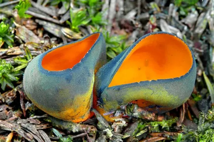 Оранжевый хищник тайги: Красота, несущая гибель