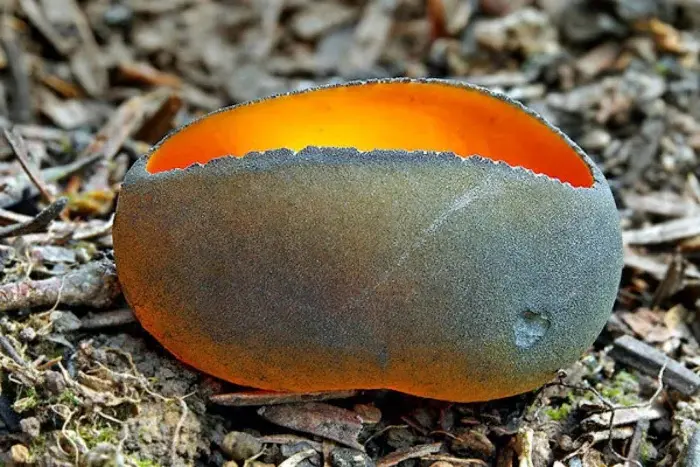 Оранжевый хищник тайги: Красота, несущая гибель