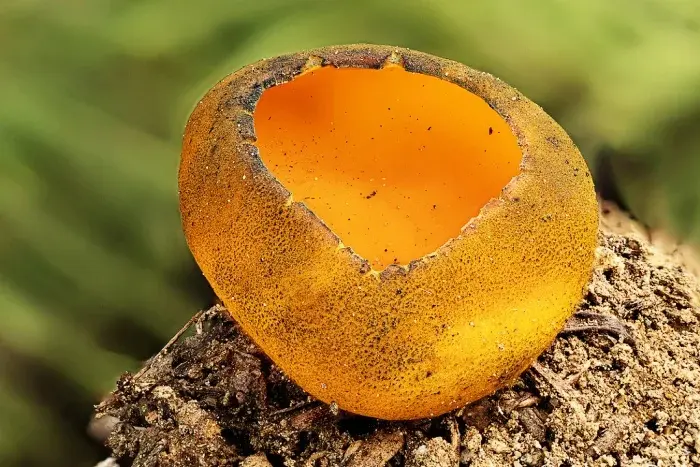 Оранжевый хищник тайги: Красота, несущая гибель