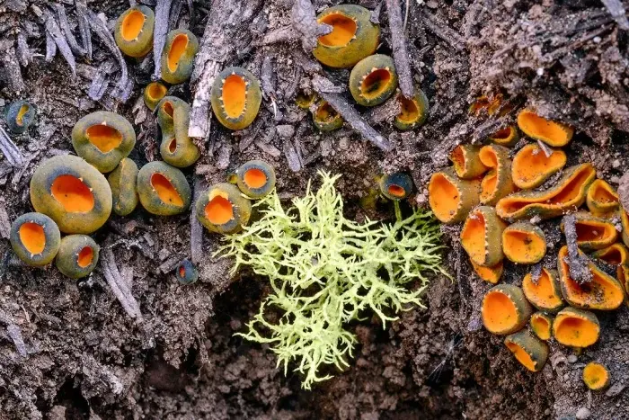 Оранжевый хищник тайги: Красота, несущая гибель