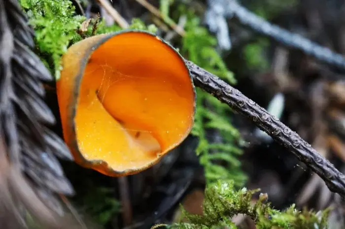 Оранжевый хищник тайги: Красота, несущая гибель