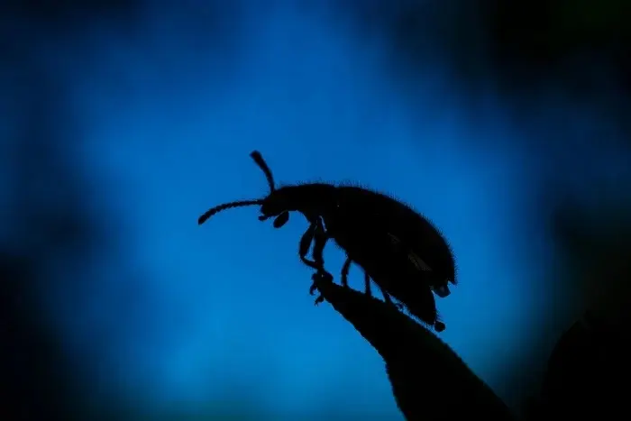 Невидимая вселенная: лучшие кадры макромира с фотоконкурса энтомологов