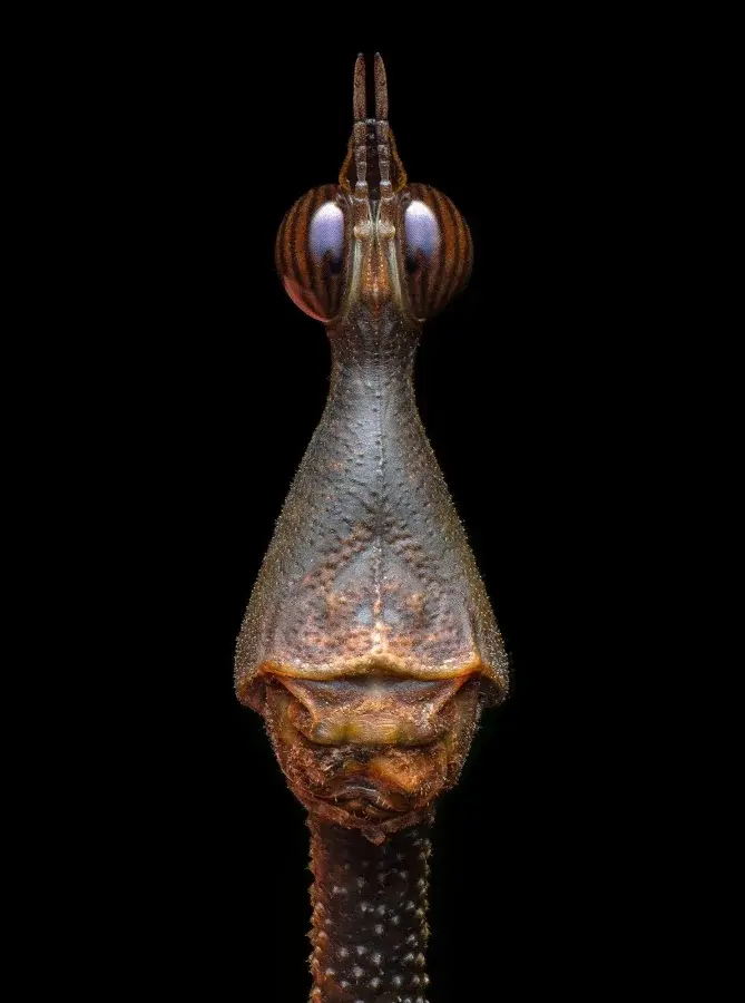 Невидимая вселенная: лучшие кадры макромира с фотоконкурса энтомологов