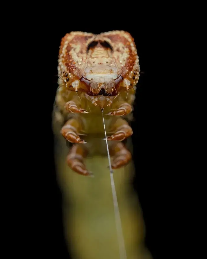 Невидимая вселенная: лучшие кадры макромира с фотоконкурса энтомологов