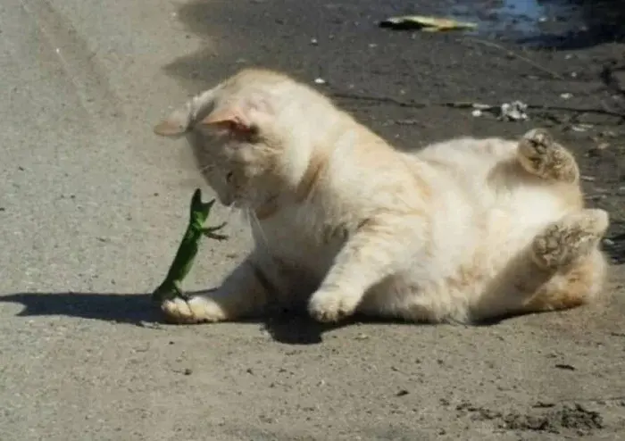 22 фото невероятно милых созданий для мгновенного поднятия настроения