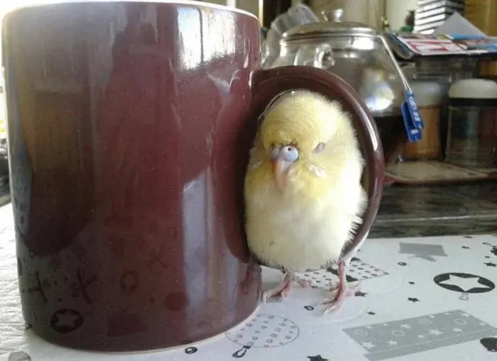 22 фото невероятно милых созданий для мгновенного поднятия настроения