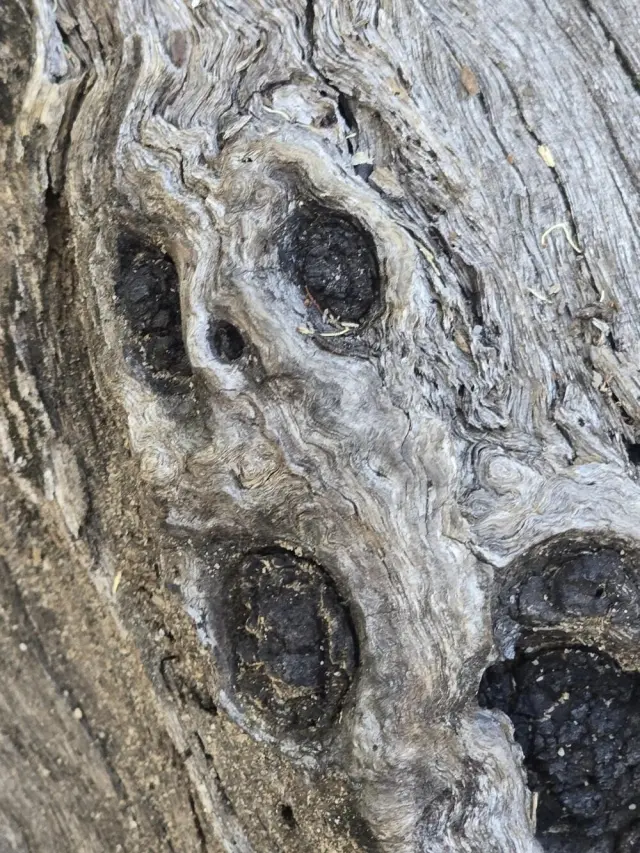 Когда мир притворяется: 20 фото, доказывающих, что парейдолия повсюду