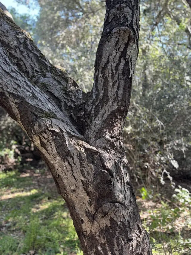 Когда мир притворяется: 20 фото, доказывающих, что парейдолия повсюду