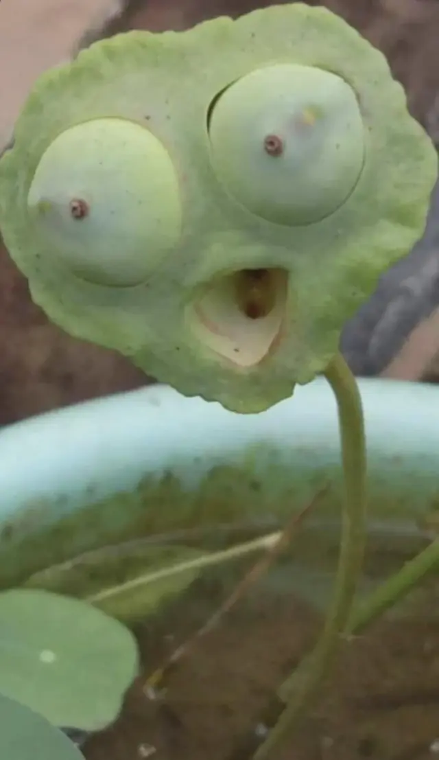 Когда мир притворяется: 20 фото, доказывающих, что парейдолия повсюду