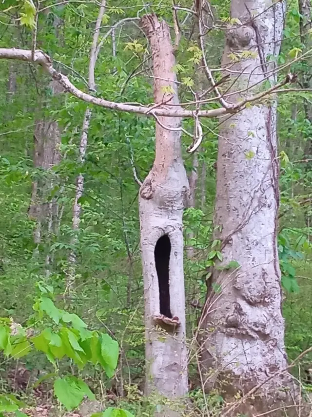 Когда мир притворяется: 20 фото, доказывающих, что парейдолия повсюду