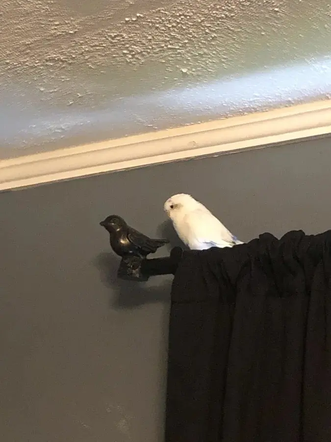 Уморительные моменты: когда животные неожиданно становятся звездами комедии