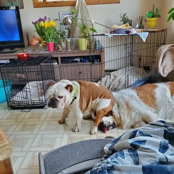 Уморительные моменты: когда животные неожиданно становятся звездами комедии