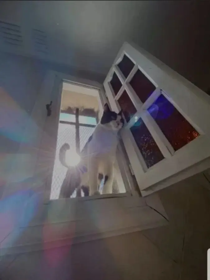 Уморительные моменты: когда животные неожиданно становятся звездами комедии