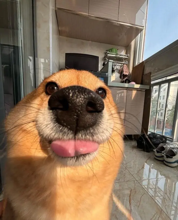 Смешные фото животных: когда питомцы ведут себя как настоящие шкодники