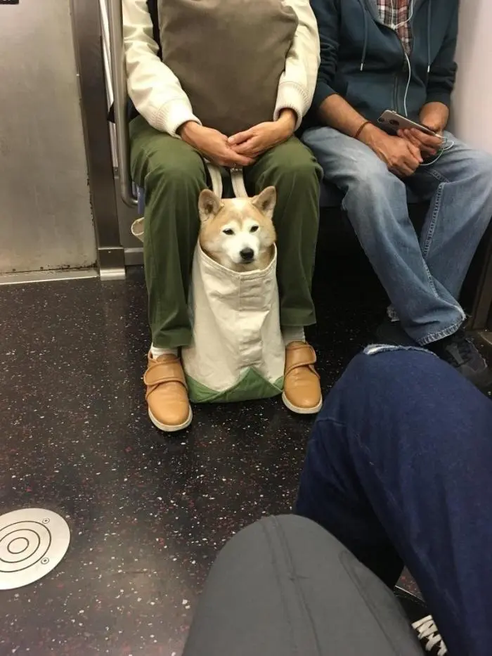 Смешные фото животных: когда питомцы ведут себя как настоящие шкодники