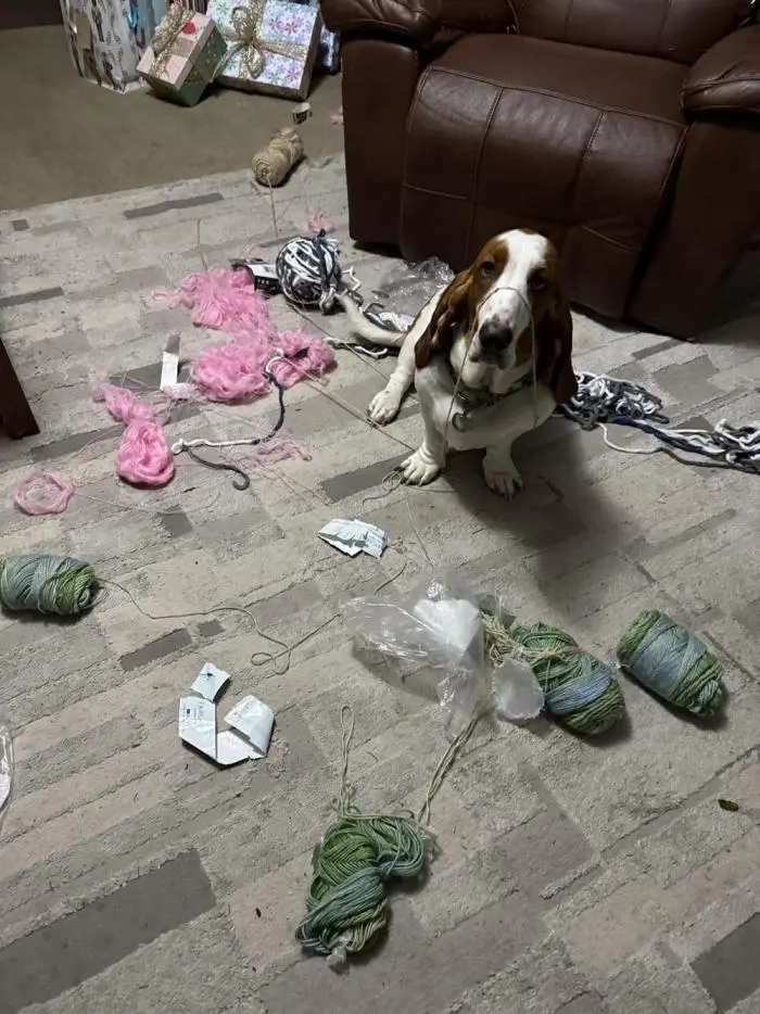 Смешные фото животных: когда питомцы ведут себя как настоящие шкодники