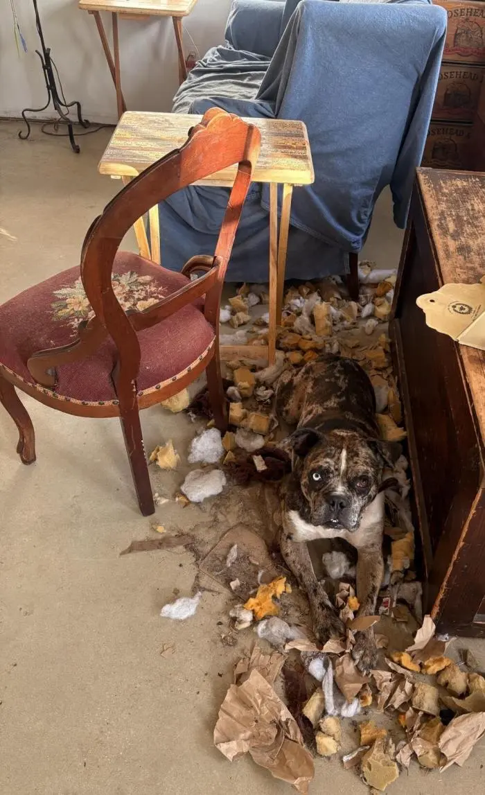 Смешные фото животных: когда питомцы ведут себя как настоящие шкодники