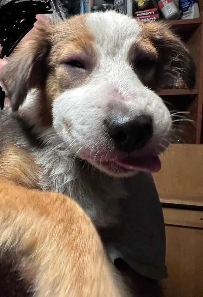 Смешные фото животных: когда питомцы ведут себя как настоящие шкодники