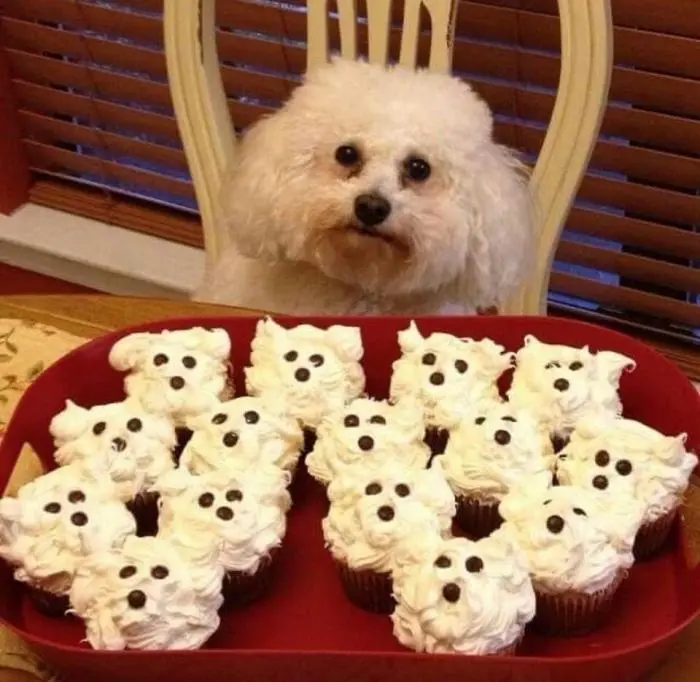 Смешные фото животных: когда питомцы ведут себя как настоящие шкодники