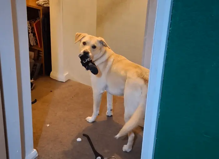 Смешные фото животных: когда питомцы ведут себя как настоящие шкодники