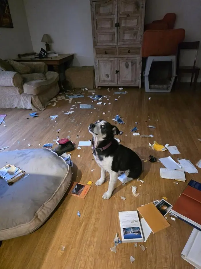 Смешные фото животных: когда питомцы ведут себя как настоящие шкодники