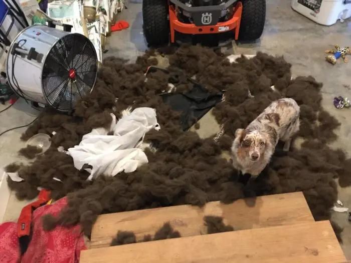 Смешные фото животных: когда питомцы ведут себя как настоящие шкодники