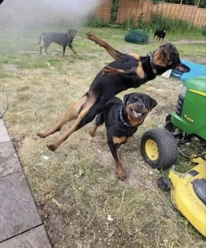 Смешные фото животных: когда питомцы ведут себя как настоящие шкодники