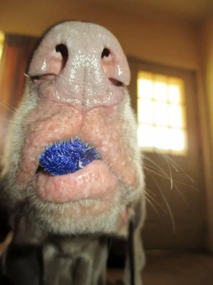 Смешные фото животных: когда питомцы ведут себя как настоящие шкодники