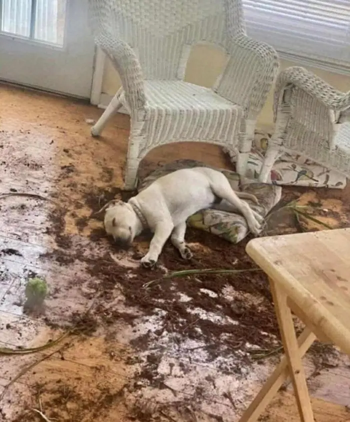 Смешные фото животных: когда питомцы ведут себя как настоящие шкодники