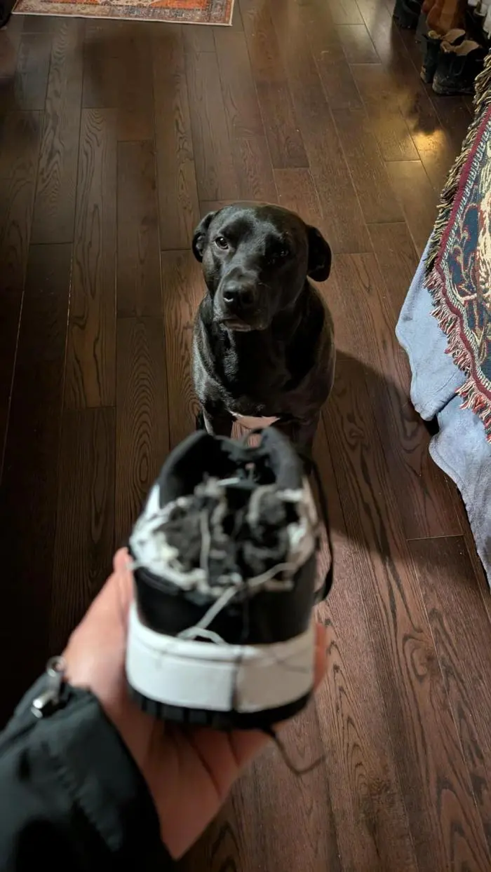 Смешные фото животных: когда питомцы ведут себя как настоящие шкодники