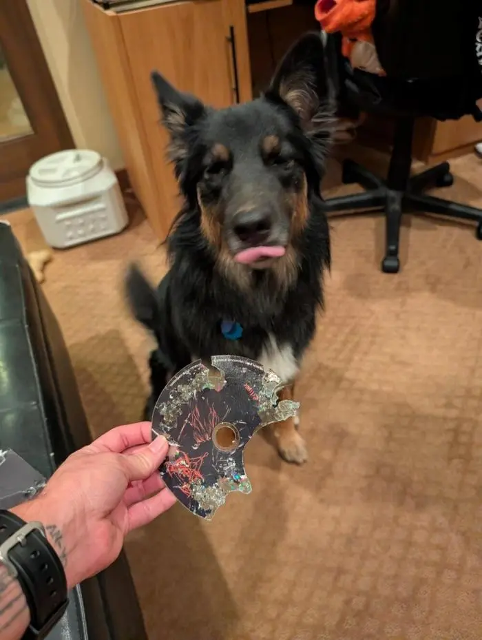 Смешные фото животных: когда питомцы ведут себя как настоящие шкодники