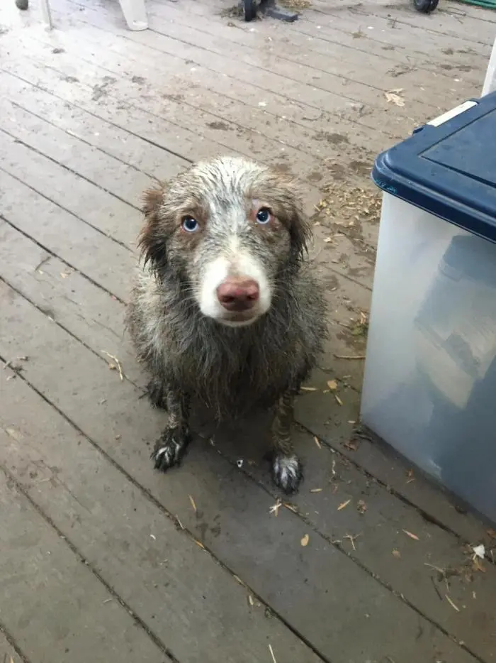 Смешные фото животных: когда питомцы ведут себя как настоящие шкодники