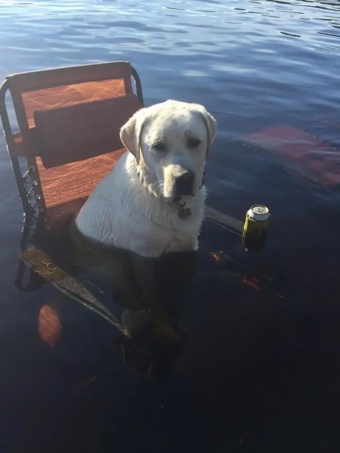 Смешные фото животных: когда питомцы ведут себя как настоящие шкодники