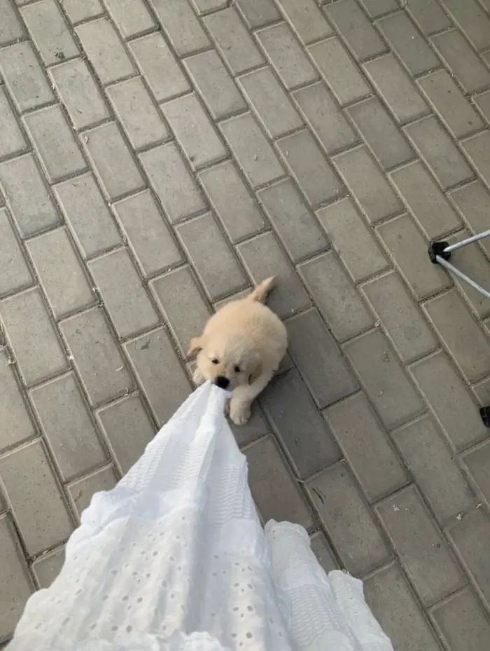 Смешные фото животных: когда питомцы ведут себя как настоящие шкодники