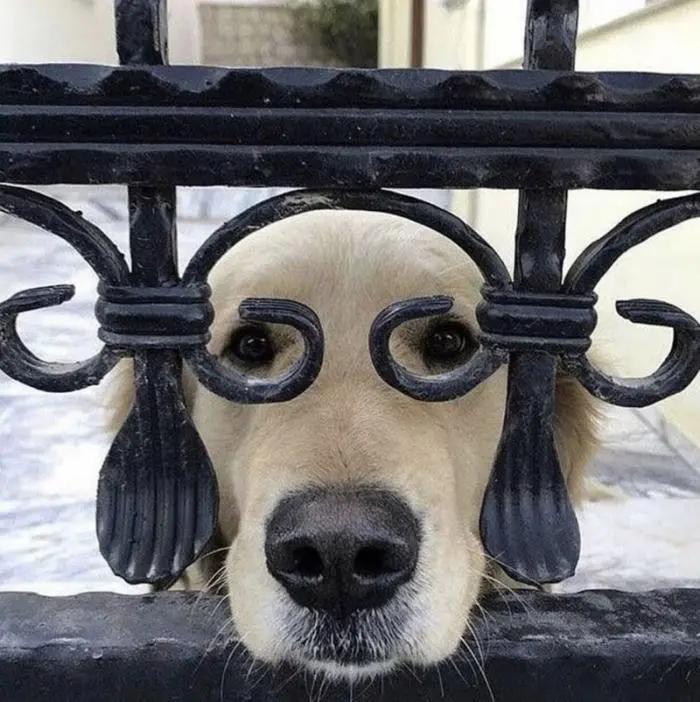 Смешные фото животных: когда питомцы ведут себя как настоящие шкодники