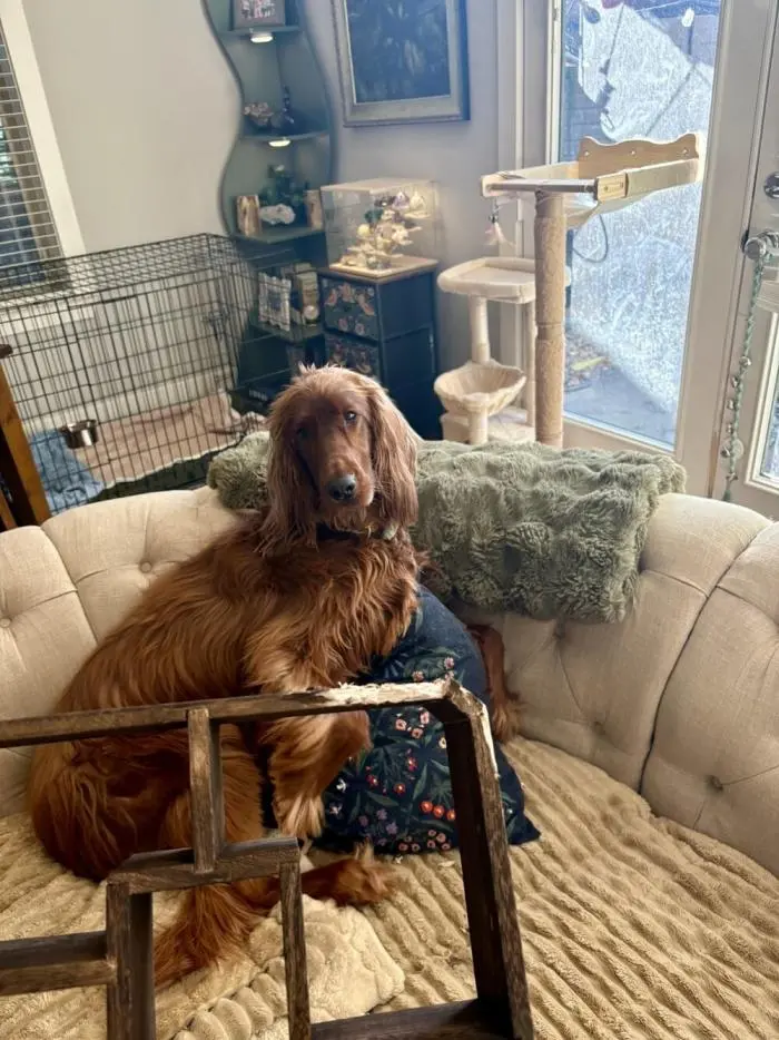 Смешные фото животных: когда питомцы ведут себя как настоящие шкодники