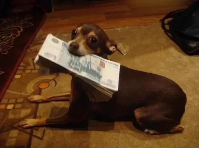 Смешные фото животных: когда питомцы ведут себя как настоящие шкодники