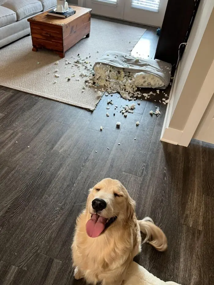 Смешные фото животных: когда питомцы ведут себя как настоящие шкодники